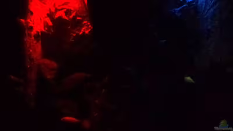 Mondlicht rot & blau beim ??bergang von Michael Boeck (40)