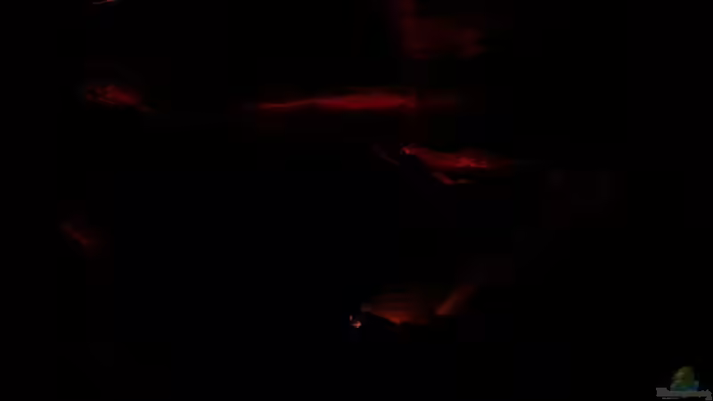 Mondlicht rot von Michael Boeck (23)