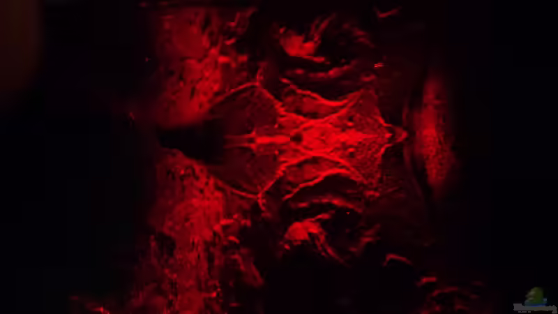 Mondlicht rot von Michael Boeck (38)