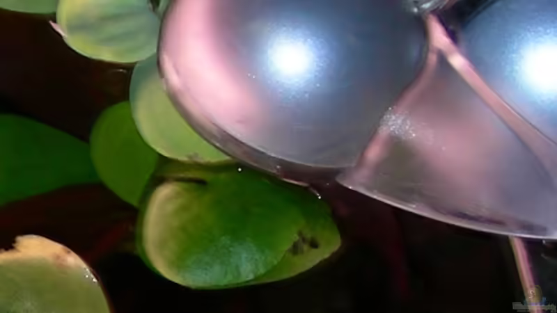 Mondlicht über der rechten Hälfte des Aquariums von Marvin Severin (10)