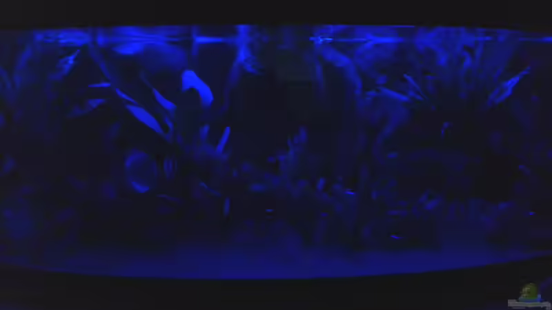 Mondlicht um 21.15 Uhr von Rene Zwirchmayr (9)