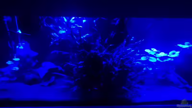 Mondlicht von 21.00 - 03.30 Uhr von rainbow2010 (24)