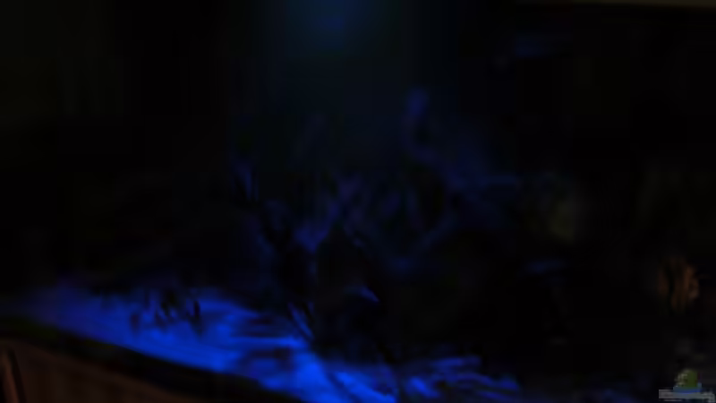 Mondlicht von Amazonasbecken.eu (2)