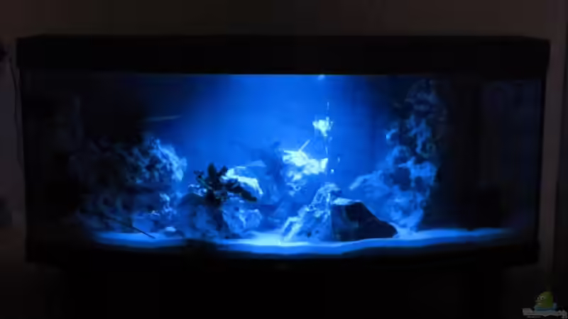 Mondlicht von Andreas Novak (3)