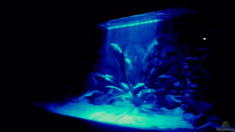 Mondlicht von Aquamichel (6)