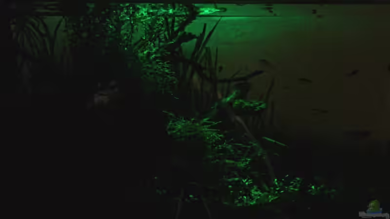 Mondlicht von Arami Gurami (7)