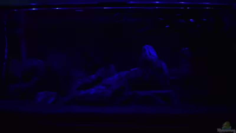 Mondlicht von Bowa (25)