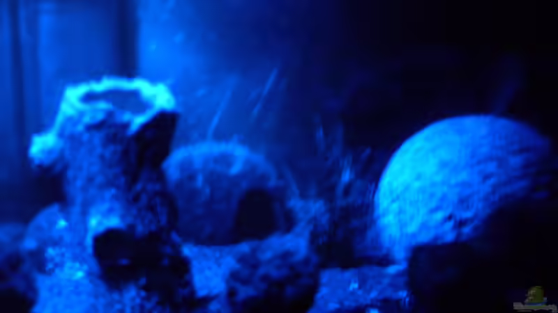 Mondlicht von Brausefisch (8)