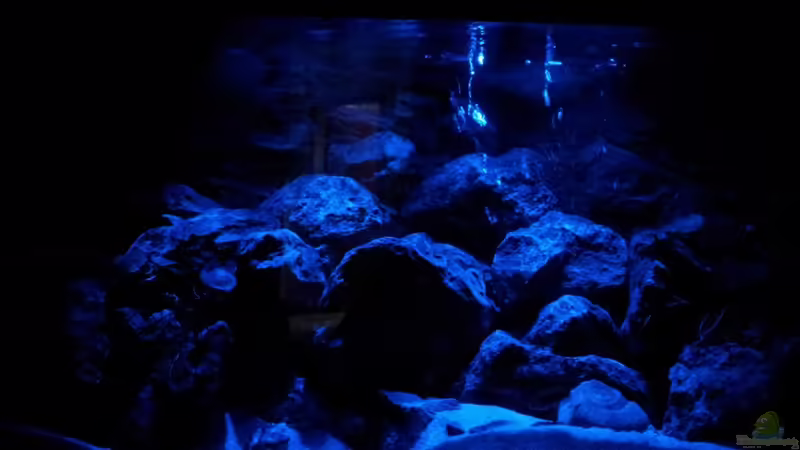 Mondlicht von Brownson (11)