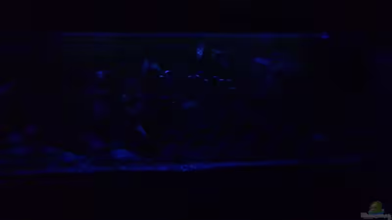 Mondlicht von Bulldog1112 (24)