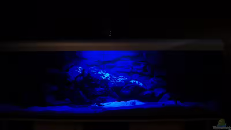 Mondlicht von Calimero (2)