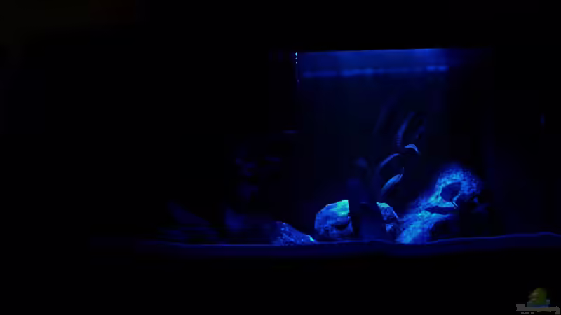 Mondlicht von chanty (11)