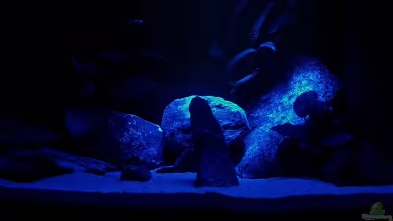 Mondlicht von chanty (12)