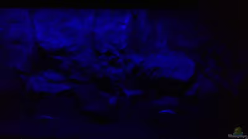 Mondlicht von chR576 (28)