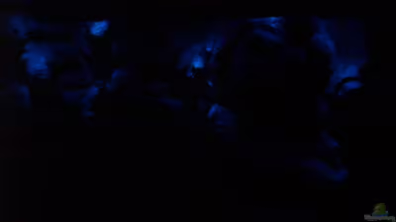 Mondlicht von Christian Grünke (3)