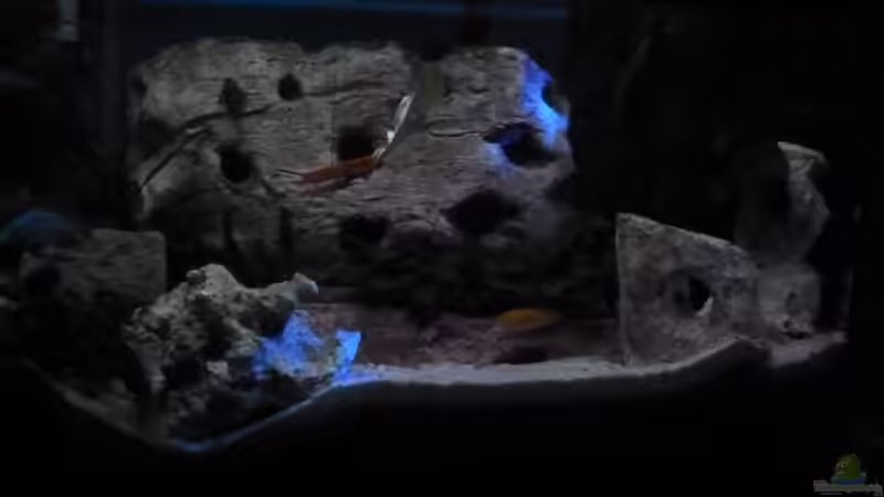 Mondlicht von Couro (12)