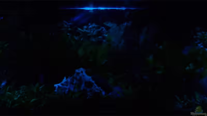 Mondlicht von Daniel Nimmervoll (2)