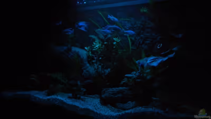 Mondlicht von Dennis (3)