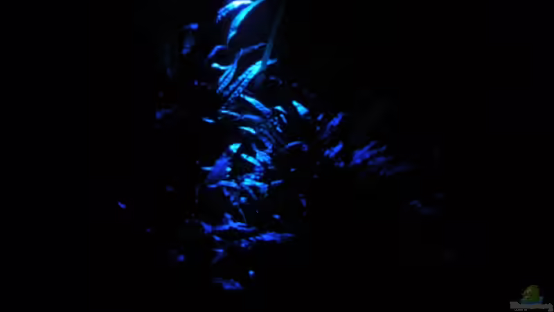 Mondlicht von Der Analyst (18)