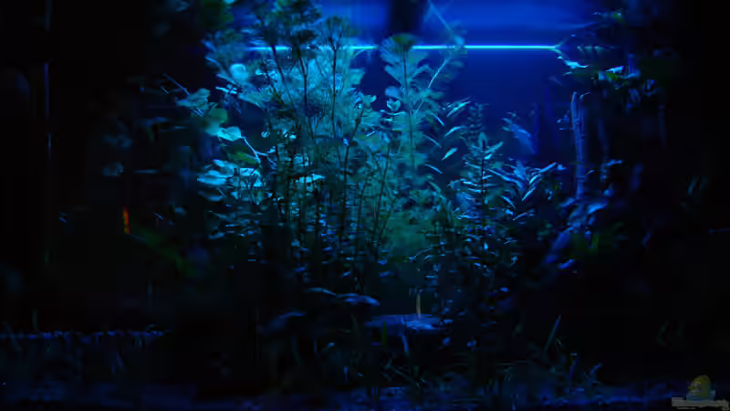 Mondlicht von Dirk (4)