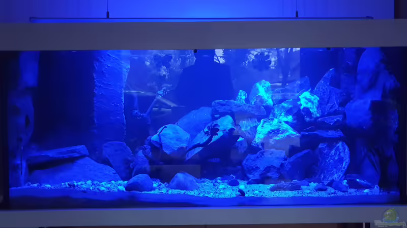 Mondlicht von EliJac (1)