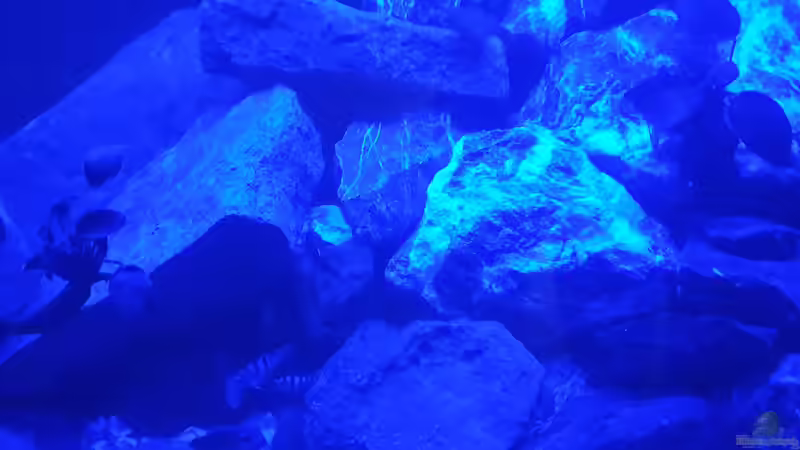 Mondlicht von EliJac (30)