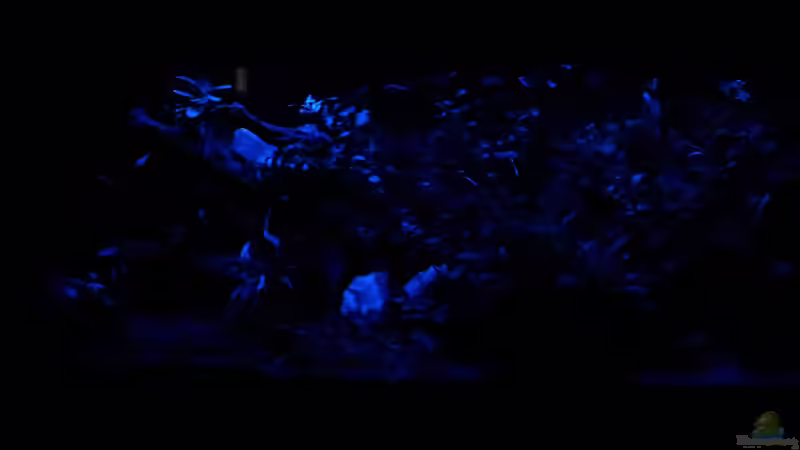 Mondlicht von Ferbi (26)