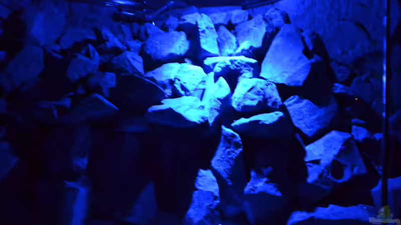 Mondlicht von Flutsch (15)