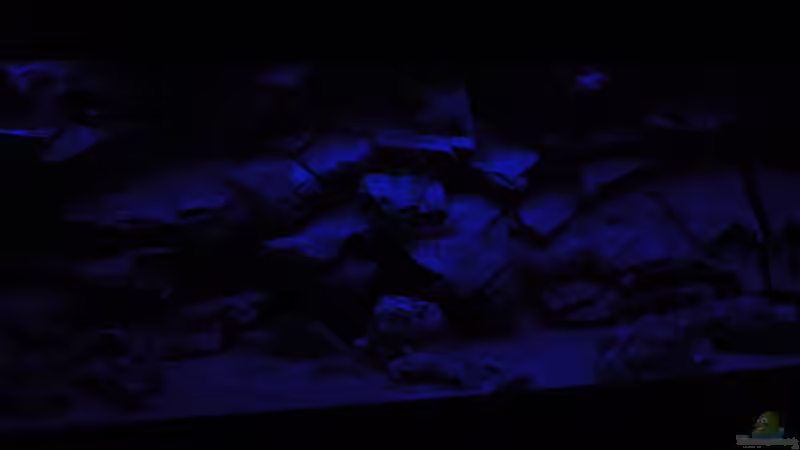 Mondlicht von Frank Wollenburg (9)