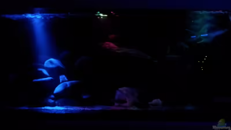 Mondlicht von FrankenWasser (3)