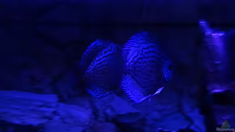 Mondlicht von Hydropneumat (6)