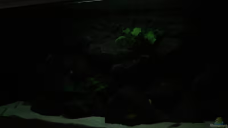 Mondlicht von J.Co. (12)