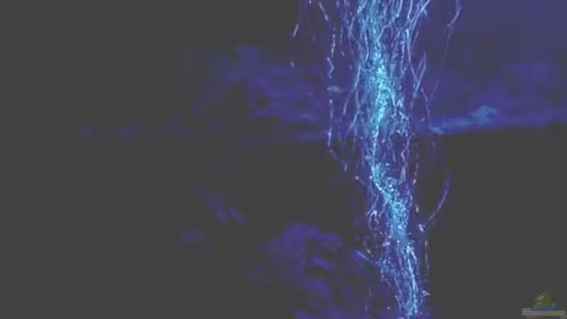 Mondlicht von Jana Gelfort (6)