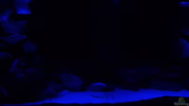 Mondlicht von JOHN (9)