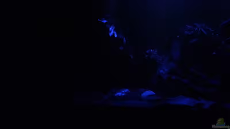 Mondlicht von Jonas B. (16)