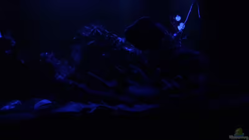 Mondlicht von Jonas B. (17)