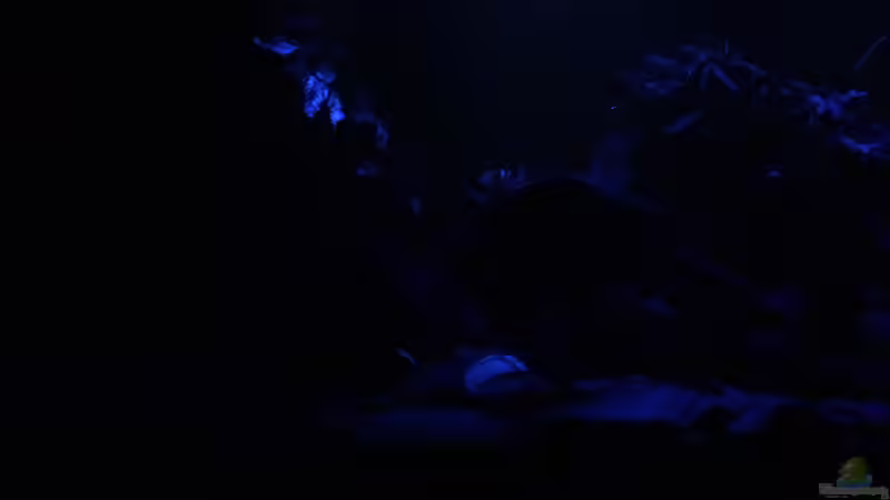 Mondlicht von Jonas B. (18)