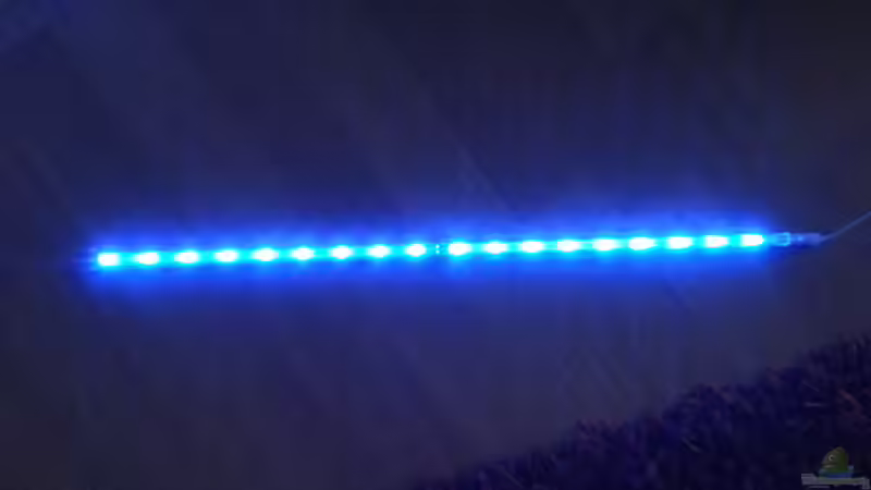 Mondlicht von junger Aquarianer (40)