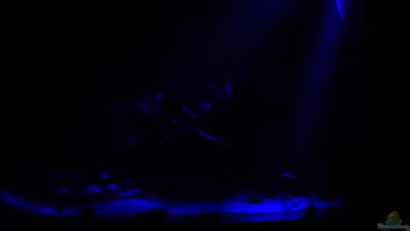 Mondlicht von Koehler (12)