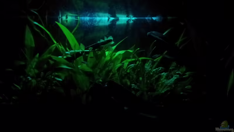 Mondlicht von Krolig (10)