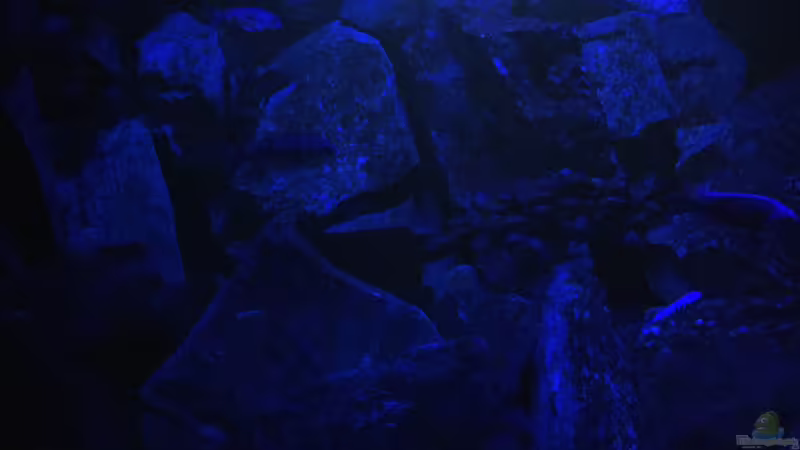 Mondlicht von Lippi (7)