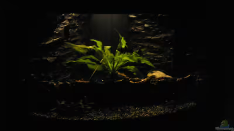 Mondlicht von loco81 (8)