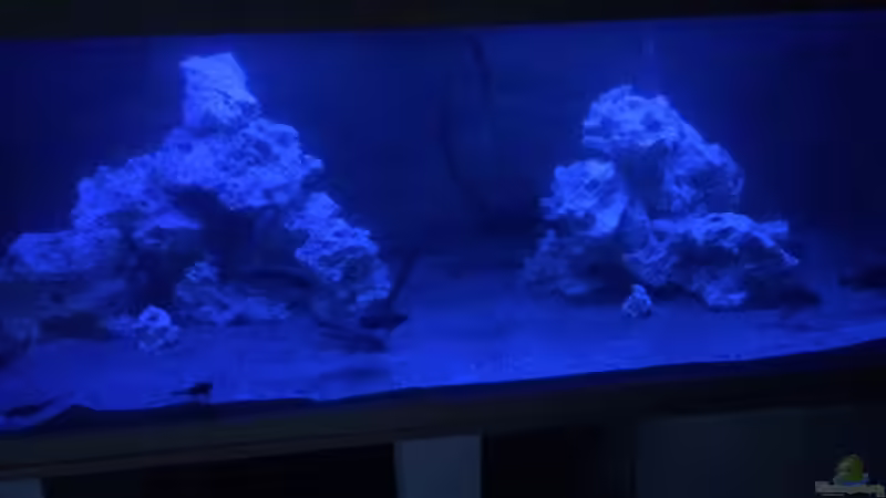 Mondlicht von M1989L (25)