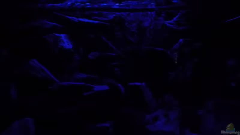 Mondlicht von Malawi-Freunde (9)