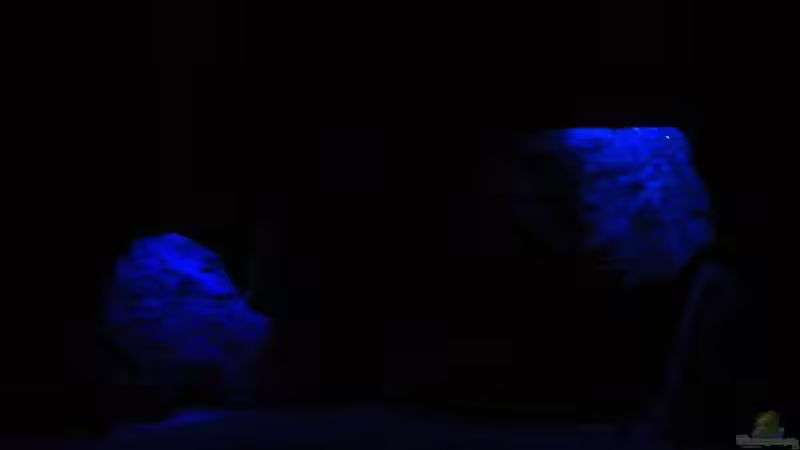 Mondlicht von Matoba (4)