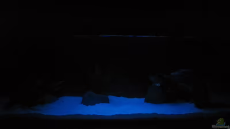 Mondlicht von Mazdeur (5)