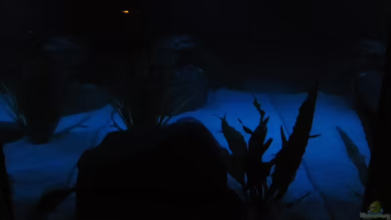 Mondlicht von Mazdeur (6)