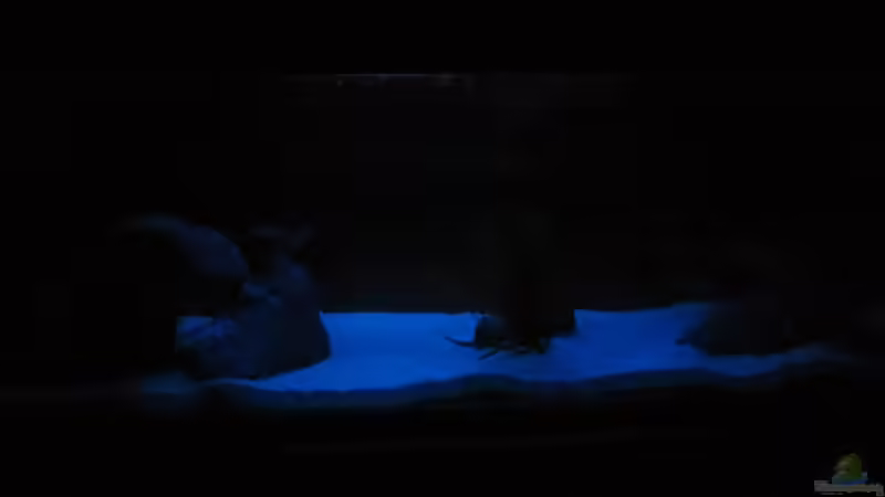 Mondlicht von Mazdeur (7)