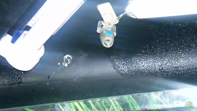 Mondlicht von Mellie (15)