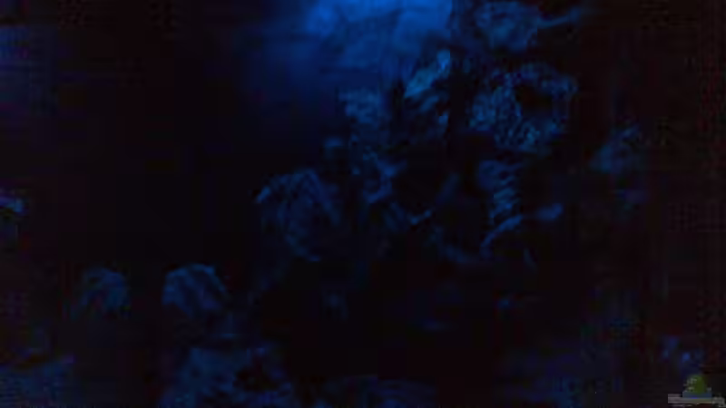 Mondlicht von Michael Grube (8)